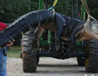 Miniatura: Aligator gigant. Walka z nim trwała 10 godzin