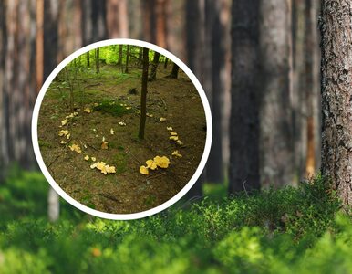 Miniatura: W polskim lesie pojawił się „czarci krąg”....