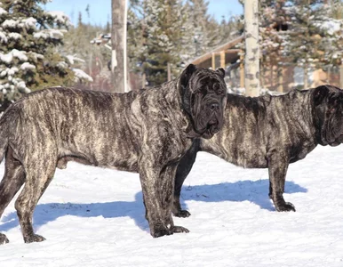 Miniatura: Wielkość tych psów „exotic bully”...