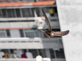 Prof. Łukasz Jankowiak: Miasto to ekosystem i dobre miejsce do życia dla...