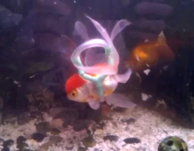 Miniatura: 32-latek stworzył "wózek inwalidzki" dla...