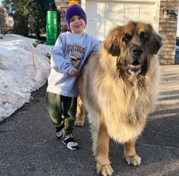 Leonberger Lamont 