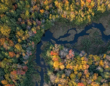 Miniatura: 8-letni chłopiec przetrwał w dziczy. Jadł...