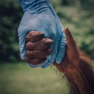 Orangutany w centrum rehabilitacyjnym na Borneo 