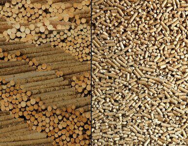 Miniatura: Szał na pellet. Duży wzrost cen i puste...