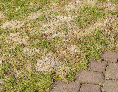 Miniatura: Śnieg znika, odkrywając szare plamy na...