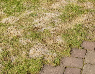 Miniatura: Śnieg znika, odkrywając szare plamy na...