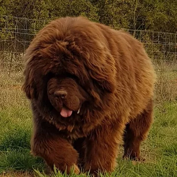 Nowofundlandy w obiektywie włascicieli 