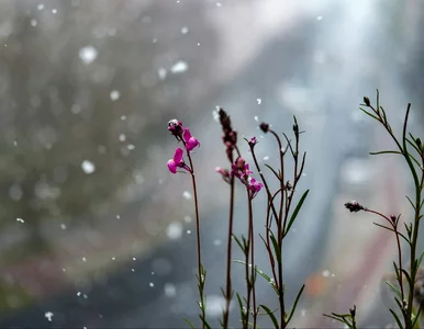 Miniatura: To będzie biała Wielkanoc? W prognozie...