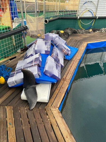 Delfin Splash zmarł w&nbsp;Marmaris ubiegłym roku