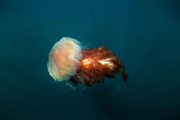 Meduza zwabiona przez plankton - finałowe zdjęcie Smithsonian Photo 2017 