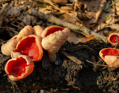 Miniatura: Imponujący efekt grzybobrania. „Można jeść...