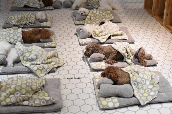 Miniatura: Urocze zdjęcia z psiego przedszkola w Korei