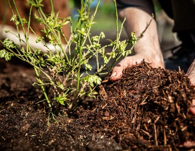 Miniatura: Podsyp tym wiosenne krzaczki borówki, a...