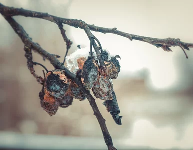 Miniatura: Wiszą na drzewie i są jak tykająca bomba....