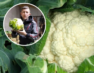 Miniatura: Film rolnika w mig zebrał 1 mln...