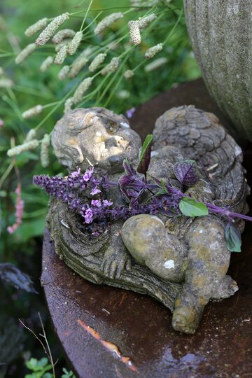 Bazylia kwiatowa Kwitnąca bazylia