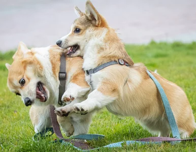 Miniatura: Te zachowania psów znaczą więcej, niż...