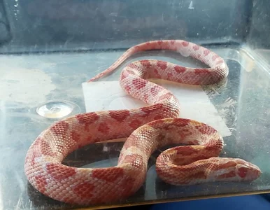 Miniatura: Wąż na klatce schodowej w warszawskim...