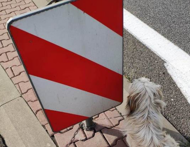 Miniatura: Ktoś przywiązał psa do znaku drogowego....