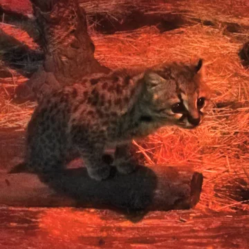 Ocelot chilijski 