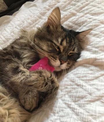 Kot i jego ukochana zabawka 