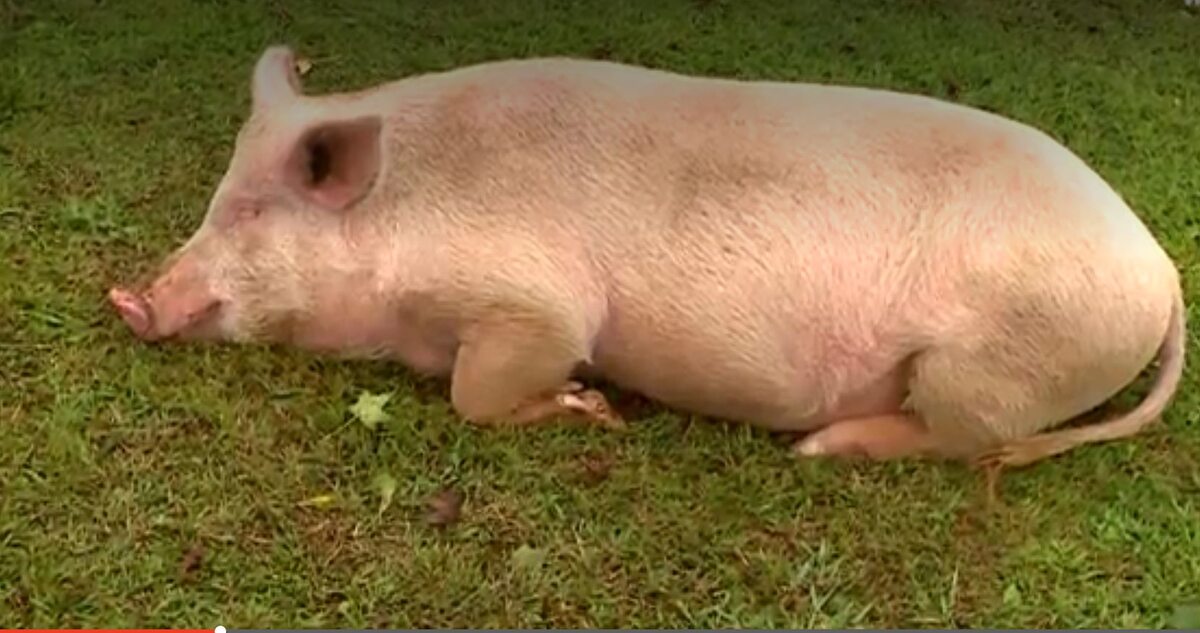 Małżeństwo ze Spartanburga w Karolinie Południowej po przejściu huraganu znalazło w ogródku... śpiącą świnię 
