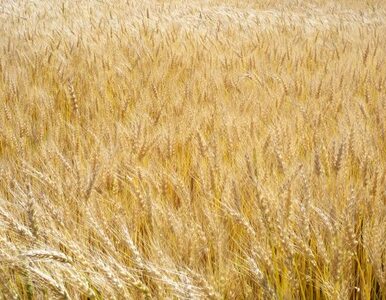 Miniatura: Ukraina straciła 30 proc. zasiewów zbóż...