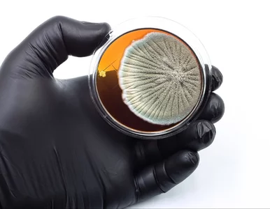 Miniatura: „Prawie w ogóle się o tym nie mówi”....