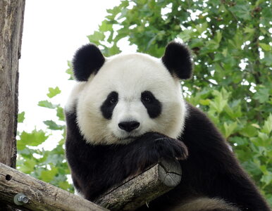 Miniatura: Najstarsza żyjąca w niewoli panda została...