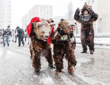 Miniatura: Tańczące niedźwiedzie odczarują nowy rok?...