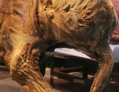 Miniatura: Po Azji podróżuje mamut