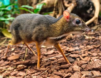 Miniatura: Narodziny myszojelenia we wrocławskim zoo....