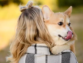 Miniatura: Mało psi pies. Dlaczego te zwierzęta są...