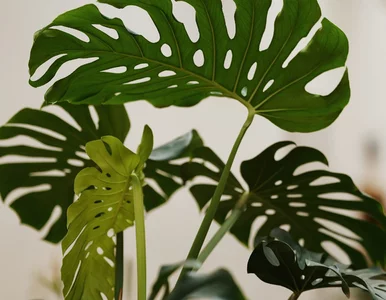 Miniatura: Monstera zmarniała? Wystarczy, że...