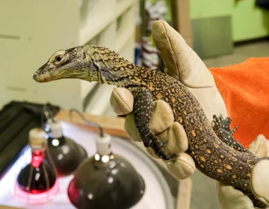 Miniatura: Samica warana z Komodo rozmnożyła się bez...