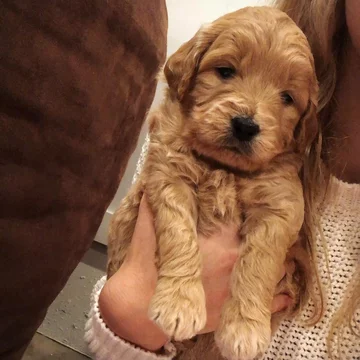 Psy rasy Golden Retriever 