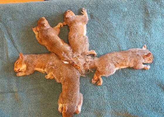 Miniatura: Wiewiórki zaplątały się ogonami....