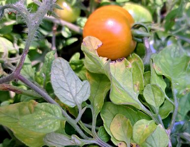 Miniatura: Żółknące liście pomidorów i ogórków....