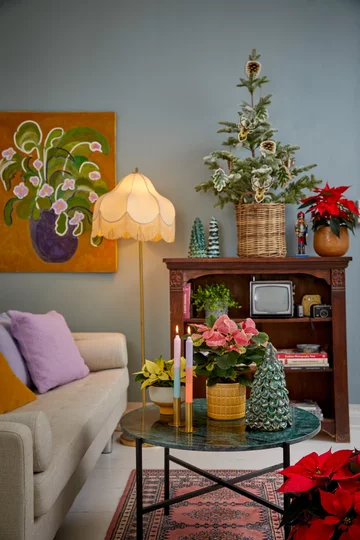 Poinsecja znana także jako gwiazda betlejemska 