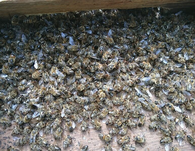 Miniatura: 2,5 mln pszczół umarło w kilka godzin....