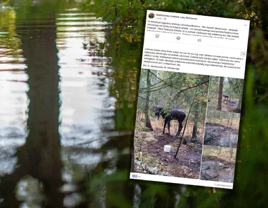 Miniatura: Gdy o nim usłyszeli, natychmiast ruszyli w...