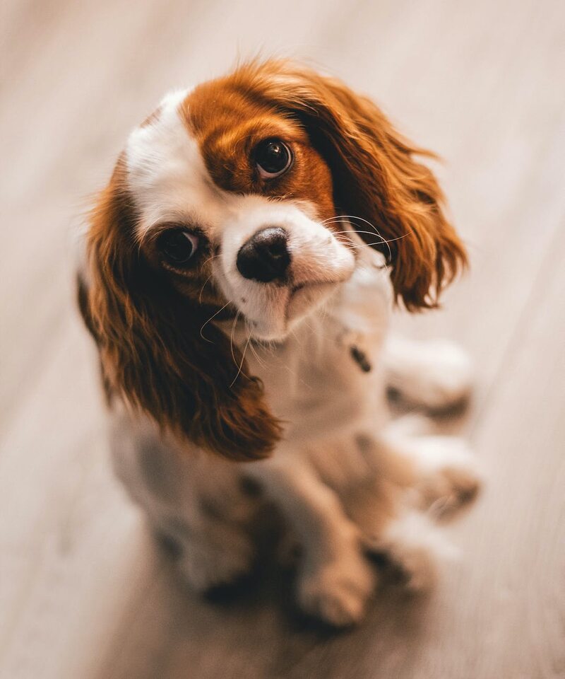 Shallow Focus Photography of a Cavalier King Charles Spaniel