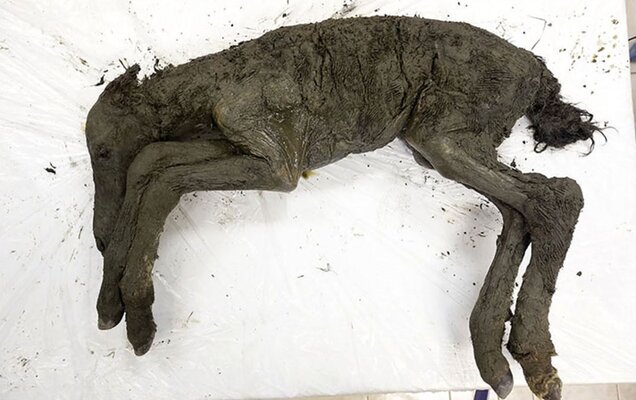 Miniatura: Ciało źrebaka sprzed 40 tysięcy lat