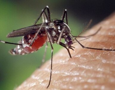 Przyciągasz komary? Być może wpływa na to twoja dieta