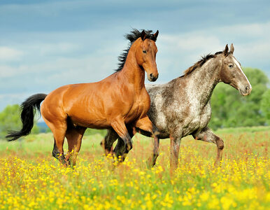Miniatura: Konie w dawnej Polsce często traktowano...