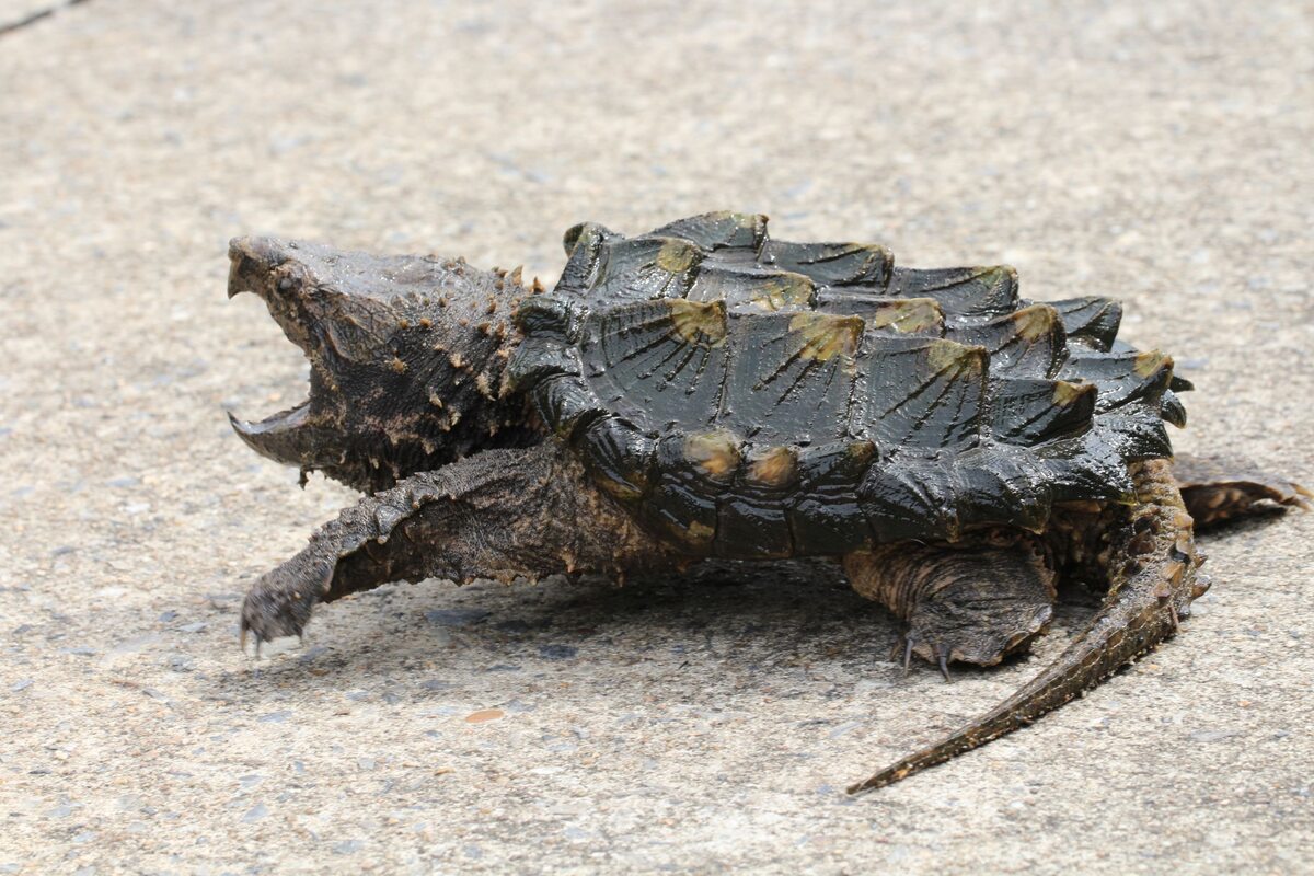 Żółw jaszczurowaty, zdjęcie ilustracyjne 