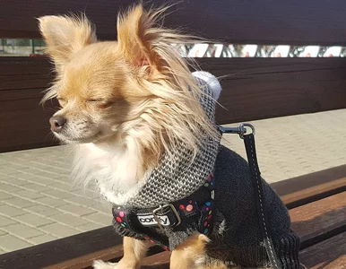 Miniatura: Świętujemy Dzień Psa! Zobaczcie...