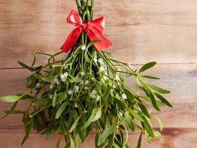 Miniatura: Weterynarze ostrzegają: jemioła jest...