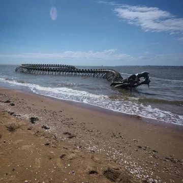 Serpent D'ocean 